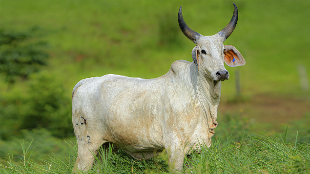 LOTE 65 - LDCV 7412	- EMANUELLY IV DA MORUMBI	