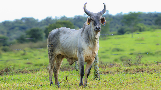 LOTE 64 - LDCV 7429	- INVEJA-II DA MORUMBI	