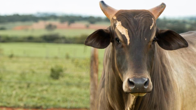 LOTE 04 - JÓIA RARA