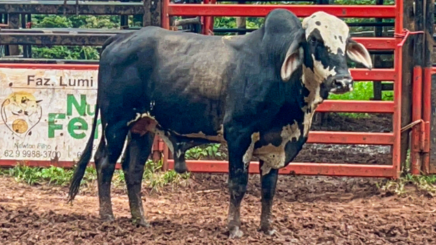 LOTE 07 - FAVO DE MEL