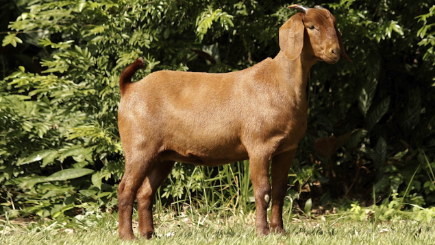 LOTE 14 - PORTO RESERVA MILAGRES 23117	