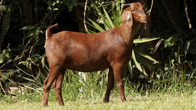 LOTE 15 - PORTO RESERVA CHINA 23030	