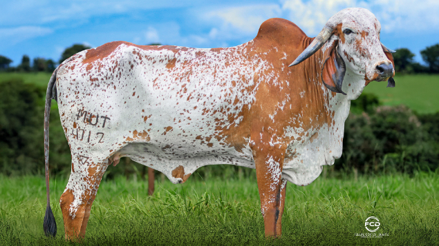 LOTE 12 - MUT 4717 - TENAZ FMUTUM