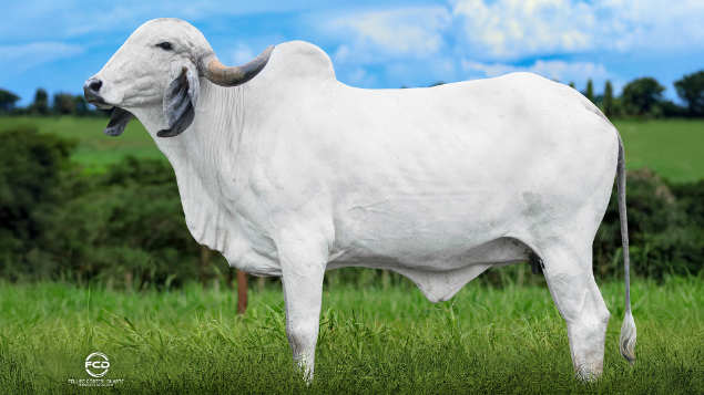 LOTE 13 - EFC 2363 - AGENDA SILVANIA