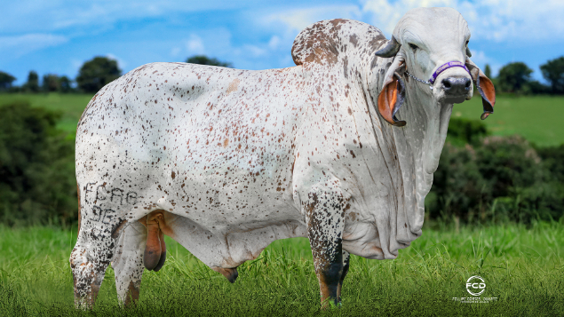 LOTE 14 - FCAG 96 - CAMARO DA FCA	