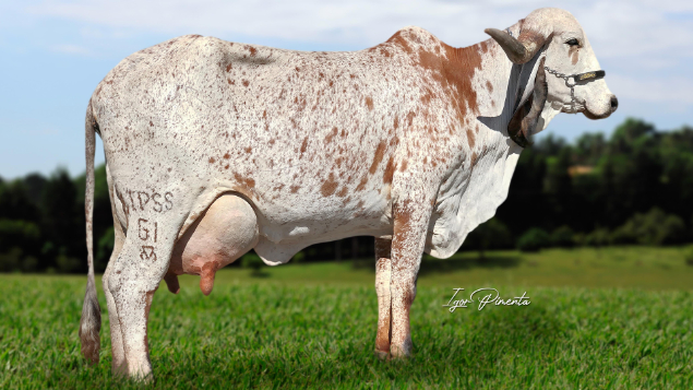 LOTE 11 - IPSS 61 - DALLAS FIV DO CAPITAO