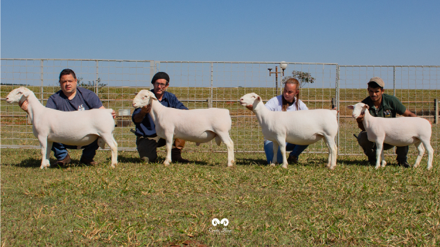 LOTE 15 - CRICO D GINGER 167	