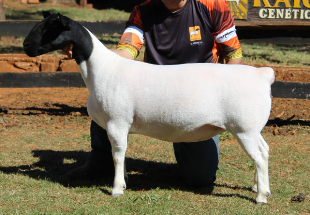 LOTE 20 - KAIOWAS NICOLETTE 2644