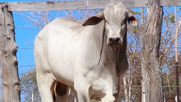 LOTE 04 - MVF 427 - DOUTOR ESTRANHO *