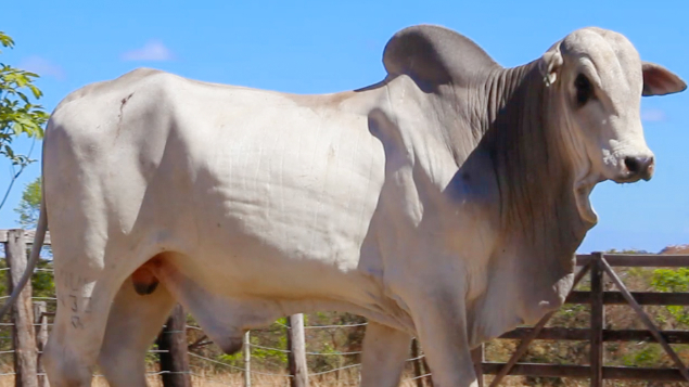 LOTE 06 - MVF 433 - CAPITAO AMERICA *