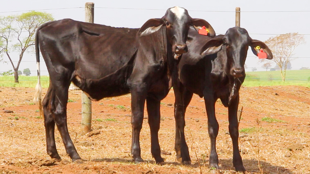 LOTE 35 - LAALA DUVIDA FIV BLUDEVIL 593 E LAALA ARGENTINA FIV BLUEDEVIL 573