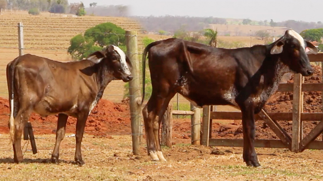 LOTE 36 - LAALA BALITA 489 E LAALA FIGA 567