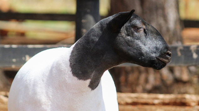 LOTE 03 - KAIOWAS NELLY 2722