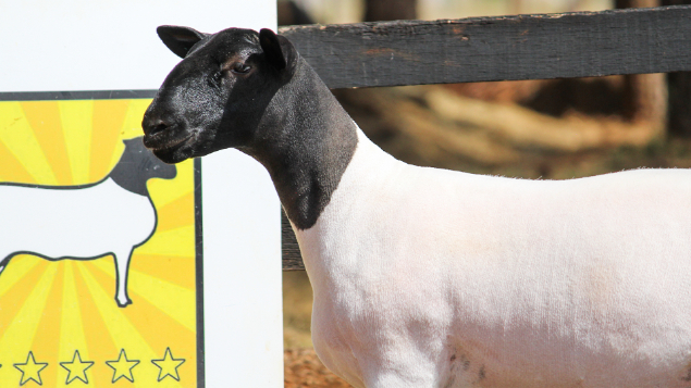 LOTE 03 - KAIOWAS NELLY 2722