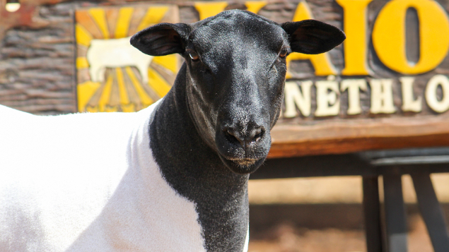 LOTE 18 - KAIOWAS NOELLE 2381