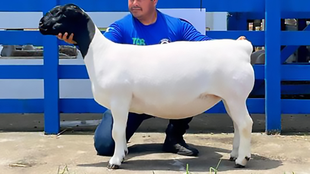 LOTE 20 - BOA VONTADE TE 972