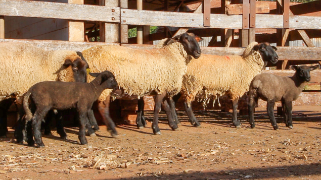 ORDEM 01 - LOTE 08 - 04 OVELHAS PARIDAS DE MACHO E FÊMEA