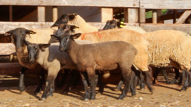ORDEM 02 - LOTE 09 - 04 OVELHAS PARIDAS DE MACHO E FÊMEA