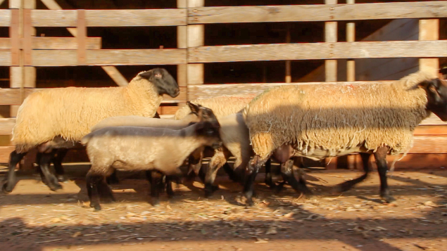 ORDEM 04 - LOTE 11 - 04 OVELHAS PARIDAS DE MACHO E FÊMEA 