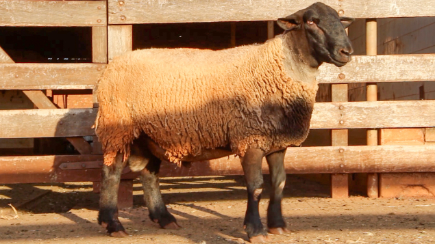 ORDEM 11 - LOTE 01 - LEONE 421