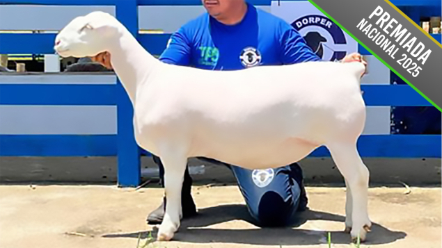 LOTE 12 - BOA VONTADE TE 206