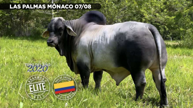 LOTE 08 - MS SEC PO LINNDY 124