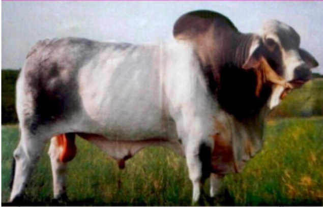 LOTE 10 - MS SEC SALMMA 182