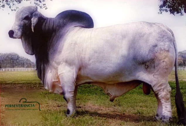 LOTE 12 - MS SEC GRETTA 188