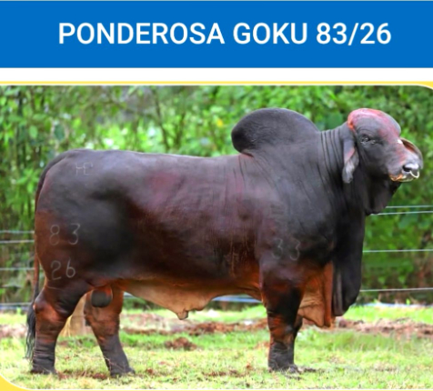 LOTE 14 - MS SEC RHIADDE 201