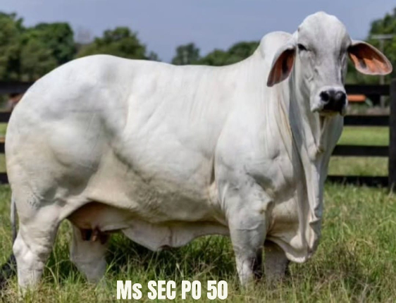 LOTE 24 - MS SEC ELLORA 271 