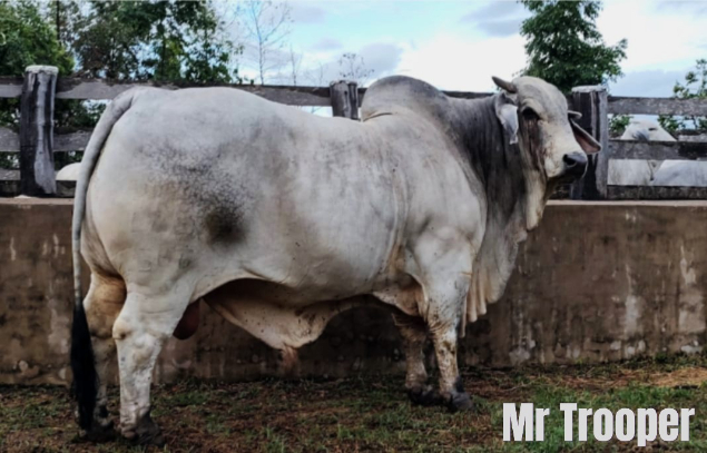 LOTE 24 - MS SEC ELLORA 271 