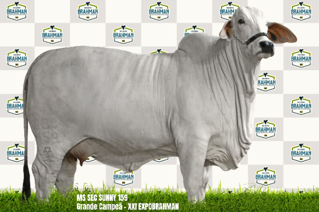 LOTE 02 - MR SEC RHANDON 158