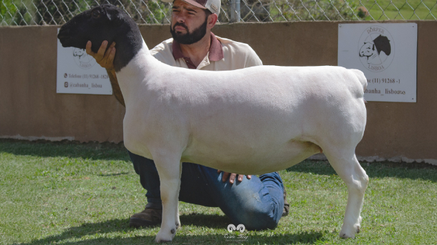 LOTE 06 - LISBOA TE 037