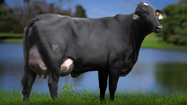 LOTE 01 - 0818-CJ - PANORAMA FIV CLARO 3008 RS DO RANCHO ALEGRE