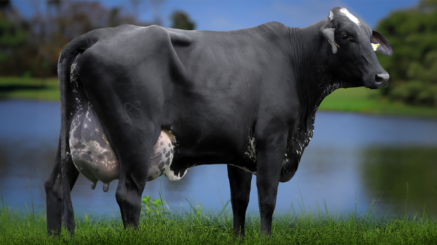 LOTE 02 - 0812-CJ - PERDITA FIV DOORMAN 2986 RS DO RANCHO ALEGRE 