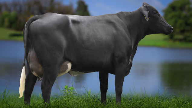 LOTE 04 - 0810-CJ - PIRRALHA TORETTO 3010 RS DO RANCHO ALEGRE