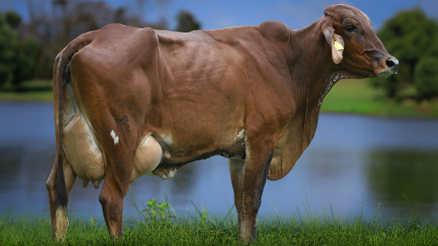 LOTE 05 - 1583-CA - OBEDE FIV GENGIS KHAN 2820 RS DO RANCHO ALEGRE