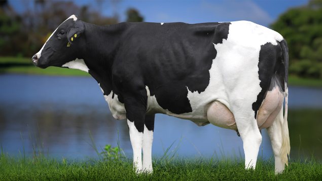 LOTE 06 - 0816-CJ - PESSEGO TORETTO 3015 RS DO RANCHO ALEGRE