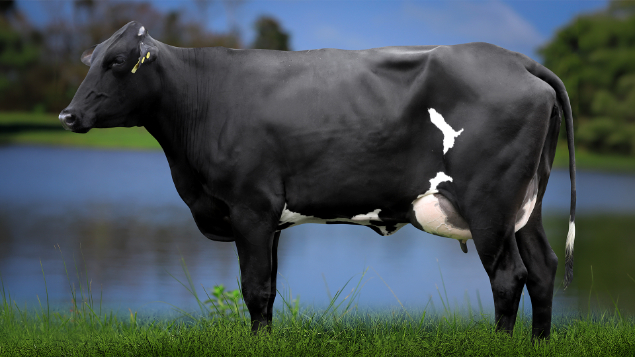 LOTE 07 - 0819-CJ - PLÁCIDA FIV ATWOOD 3007 RS DO RANCHO ALEGRE