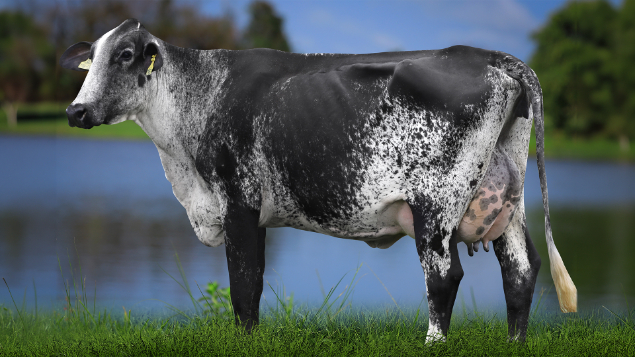 LOTE 08 - 2704-CG - PUREZA FIV HAMMER 2950 RS DO RANCHO ALEGRE