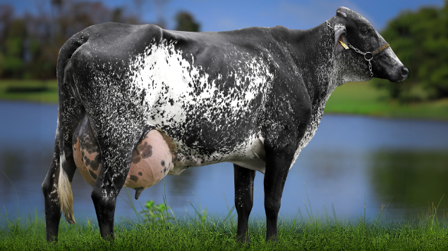 LOTE 09 - 6448-CC - PAULA FIV CRUSHABULL 2865 RS DO RANCHO ALEGRE