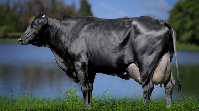 LOTE 12 - 7651-BL - MELPONE JACK ADIDAS 2671 RS DO RANCHO ALEGRE