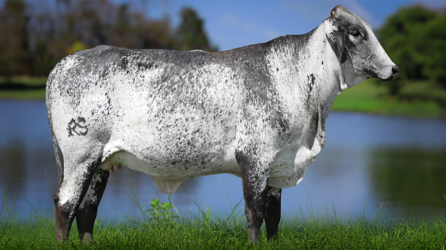 LOTE 13 - 2712-CG - PRINCESA DO SATURN 2983 RS DO RANCHO ALEGRE 