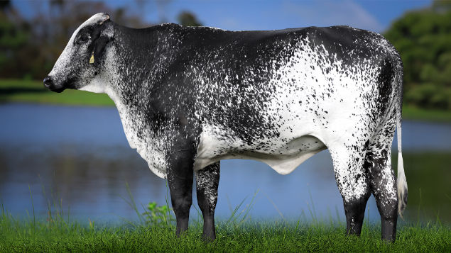 LOTE 14 - 2569-CG - PIPER FIV HAMMER 2952 RS DO RANCHO ALEGRE