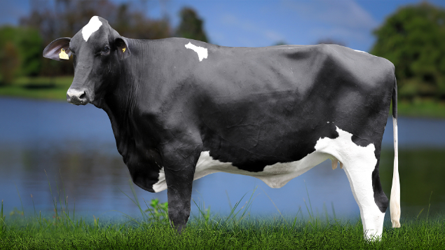 LOTE 15 - 0809-CJ - PROFANA RYLAND 3012 RS DO RANCHO ALEGRE