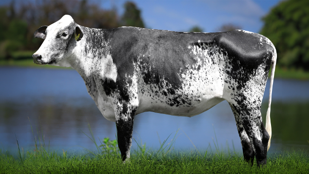 LOTE 16 - 2720-CG - PILANTRA DO SATURN 3001 RS DO RANCHO ALEGRE