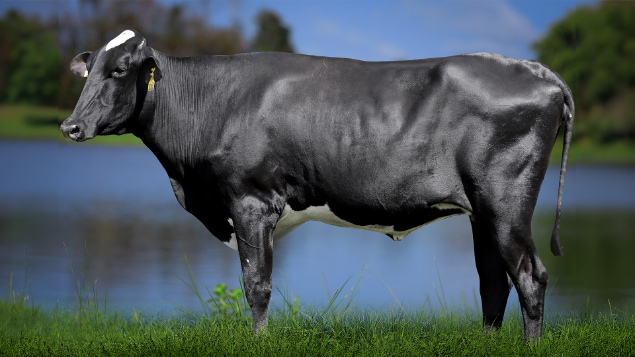 LOTE 17 - 0814-CJ - PACÍFICA FIV ATWOOD 3011 RS DO RANCHO ALEGRE