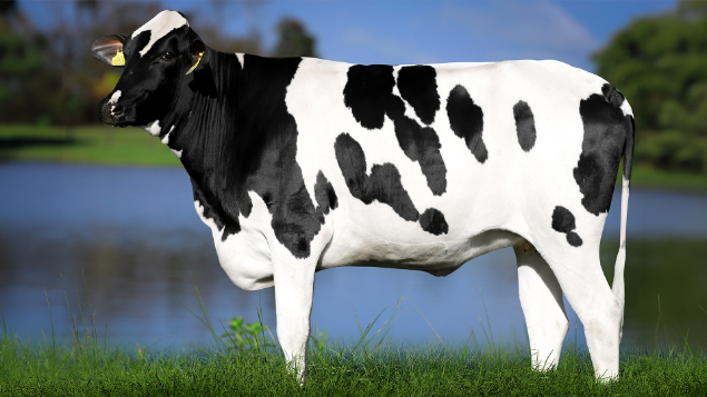 LOTE 18 - 0822-CJ - REZEDA SATURN 3032 RS DO RANCHO ALEGRE