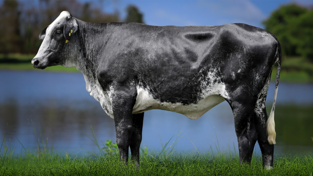 LOTE 19 - 1331-CP - RHODES TORETTO 3135 RS DO RANCHO ALEGRE