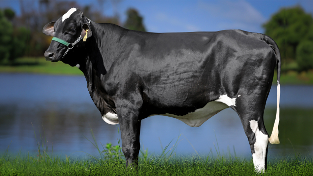 LOTE 20 - 1303-CP - RESILIÊNCIA BLUFF 3102 RS DO RANCHO ALEGRE